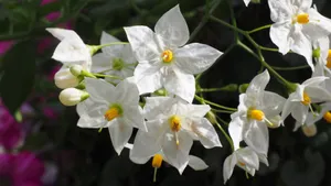 茉莉花图片,茉莉花花语_8