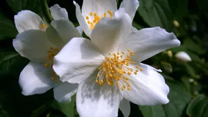 茉莉花图片,茉莉花花语_9