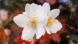 茉莉花图片,茉莉花花语_10