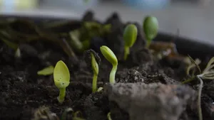 嫩芽绿叶图片_4