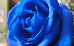 蓝玫瑰图片_7