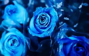 蓝玫瑰图片_9