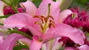 百合花桌面壁纸_5