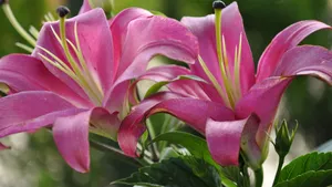 百合花桌面壁纸_7