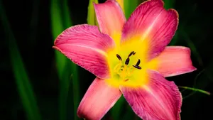 百合花桌面壁纸_8