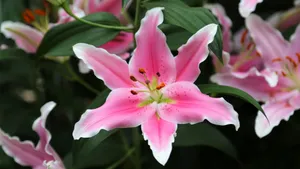 百合花桌面壁纸_9