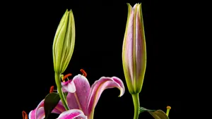 高清百合花图片_2