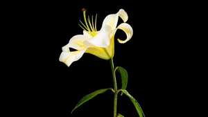 高清百合花图片_6