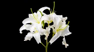 高清百合花图片_8