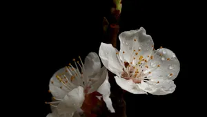 白色的杏花图片_2
