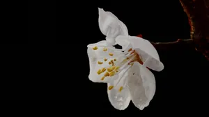 白色的杏花图片_3