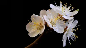 白色的杏花图片_4