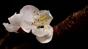白色的杏花图片_5