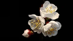 白色的杏花图片_6