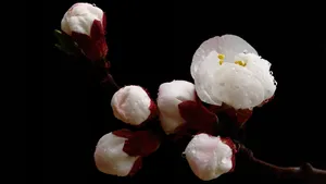 白色的杏花图片_7