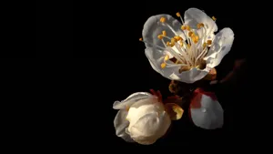 白色的杏花图片_9