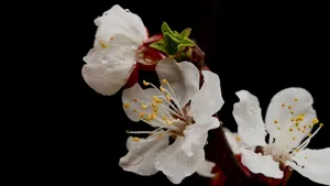 白色的杏花图片_10