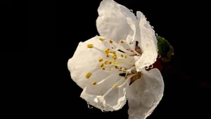 白色的杏花图片_12