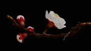 白色的杏花图片_13