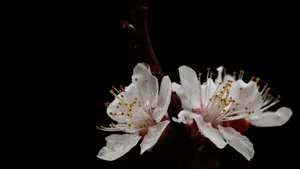 白色的杏花图片_14