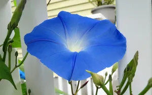观赏植物牵牛花图片_3