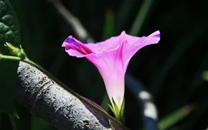 观赏植物牵牛花图片_4