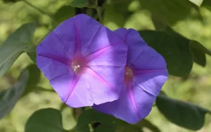 观赏植物牵牛花图片_5