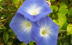 观赏植物牵牛花图片_6