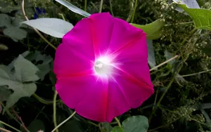 观赏植物牵牛花图片_7