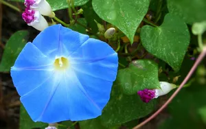 观赏植物牵牛花图片_8