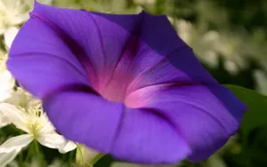 观赏植物牵牛花图片_9
