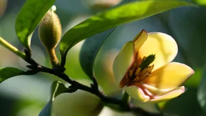 含笑花图片_2