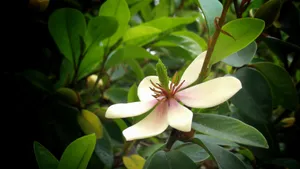 含笑花图片_3