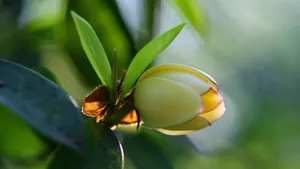 含笑花图片_4