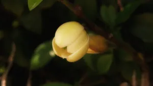 含笑花图片_5