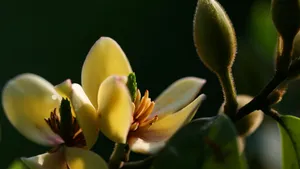 含笑花图片_7