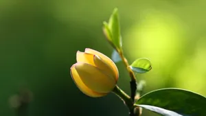 含笑花图片_8