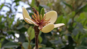 含笑花图片_9