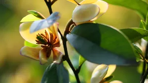 含笑花图片_10