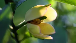 含笑花图片_11