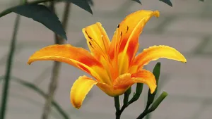 黄花菜图片_3
