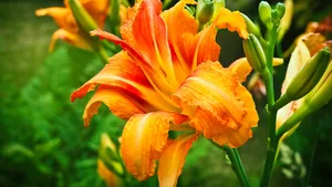 黄花菜图片_4