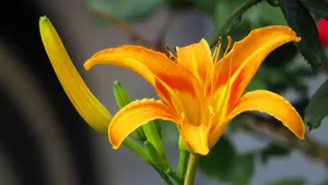 黄花菜图片_5