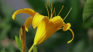 黄花菜图片_6