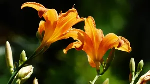 黄花菜图片_7
