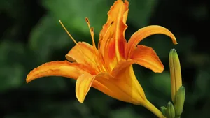 黄花菜图片_8