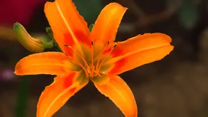 黄花菜图片_9