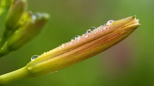 黄花菜图片_10