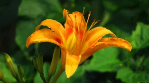 黄花菜图片_11