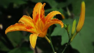 黄花菜图片_12
